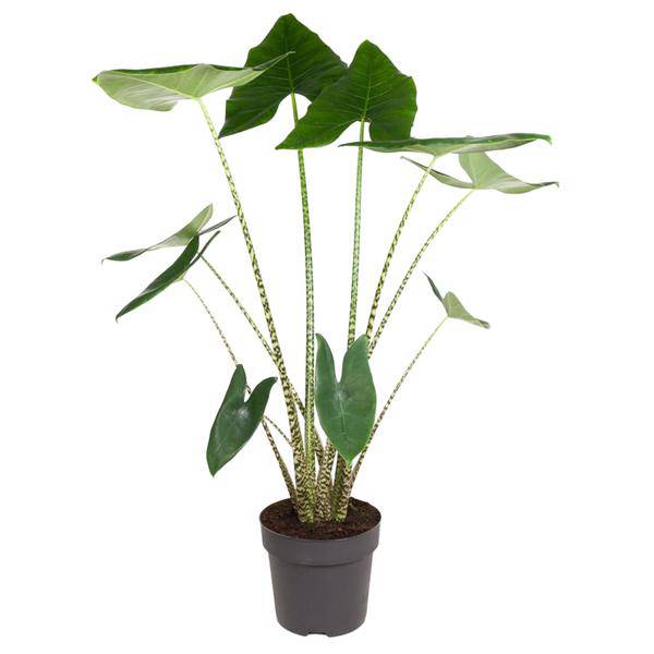 Tiger-Pfeilblatt – Alocasia Zebrina – Zimmerpflanze – 130cm – Ø32cm – tropische Grünpflanze mit Zebramuster-Stielen – dekorative Indoor-Pflanze