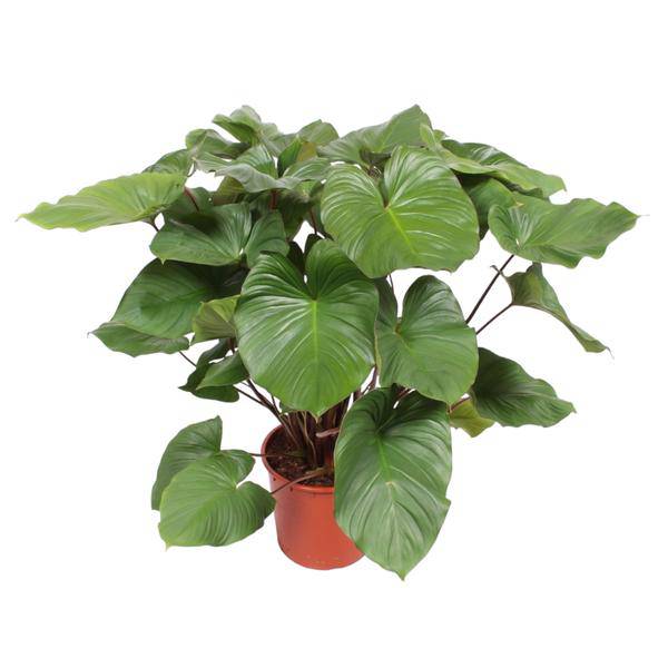 Homalomena Rubescens Zimmerpflanze Ø34cm ↕140cm – pflegeleichte Grünpflanze für Wohnzimmer, Büro & helle Standorte kaufen