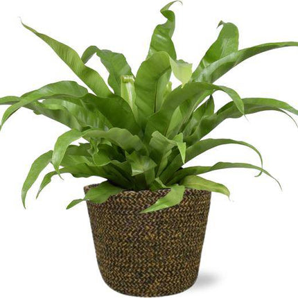 Asplenium Antiquum Nestfarn – Ø17 cm – ca. 45 cm hoch – Inklusive Topf Selin Schwarz Ø18x16 cm – Stilvolle Zimmerpflanze für Wohnzimmer & Büro