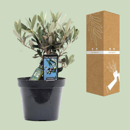 Olivenbaum – Olea europaea – ca. 25cm hoch – Ø13cm – Mediterrane Zimmerpflanze mit Flasche – Pflegeleicht & luftreinigend für Zuhause & Büro