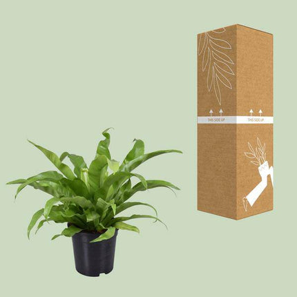 Nestfarn – Asplenium Antiquum – Zimmerpflanze – Ø17cm – ca. 45cm hoch – pflegeleichte luftreinigende Grünpflanze für Zuhause & Büro