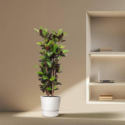 Wunderstrauch – Codiaeum Iceton Croton Iceton – Zimmerpflanze ca. 140cm Höhe – Ø27cm Topf – farbenfrohe Blattschmuckpflanze für Innenräume