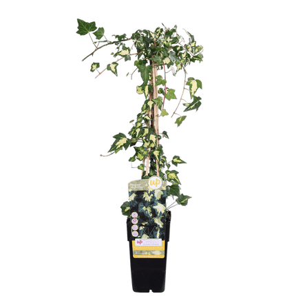 Buntlaubiger Kaukasischer Efeu Hedera colchica 'Dentata Variegata' Kletterpflanze Ø15cm ↕65cm – winterharte Pflanze für Garten, Balkon, Terrasse