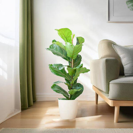 Ficus Lyrata – Geigen-Feige – Zimmerpflanze ↕80cm – Ø21cm – große Blätter – inklusive nachhaltigem Viber Topf Weiß – dekorative Grünpflanze für Zuhause und Büro