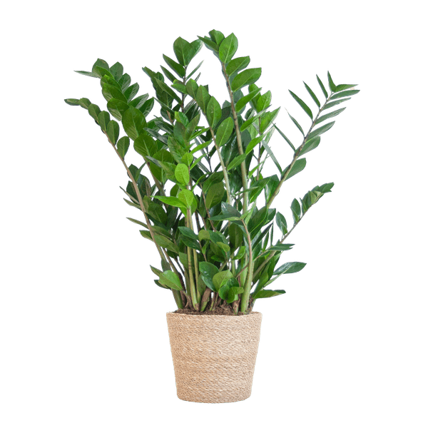 Zamioculcas Zamiifolia 80cm – Glücksfeder Zimmerpflanze Ø21cm – robuste & pflegeleichte Pflanze für Zuhause & Büro – inkl. handgeflochtenem Seegras