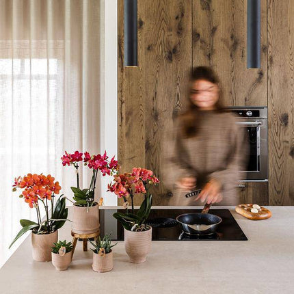 Rote Phalaenopsis Orchidee Congo mit 2-3 Stielen im Bali Ziertopf Sand Ø9cm – Exotische Zimmerpflanze im ethnischen Design für Wohnzimmer Büro Deko