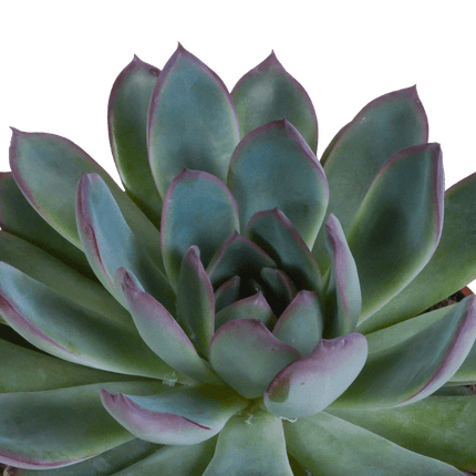Echeveria Mix – Steinrose 3 Pflanzen – Ø10,5cm Zimmerpflanzen im weißen Topf – Verschiedene Sukkulenten