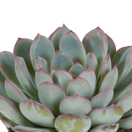 Steinrose Echeveria Mischung Zimmerpflanze Ø8,5cm mit dekorativem Übertopf – pflegeleichte Sukkulente für Wohnzimmer, Büro & helle Standorte