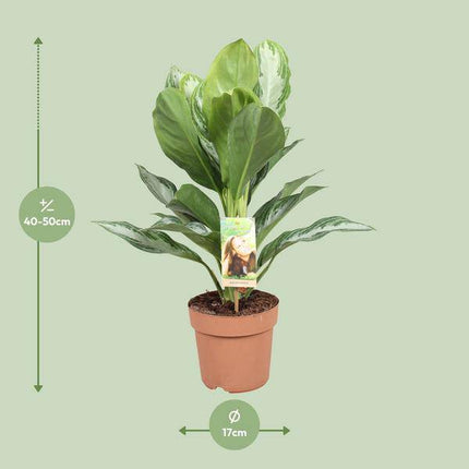 Aglaonema Silver Bay – Chinesisches Immergrün – Ø17cm x H55cm – Pflegeleichte Zimmerpflanze mit silber-grünem Blattmuster – Für Halbschatten  – Ideal für Büro & Zuhause