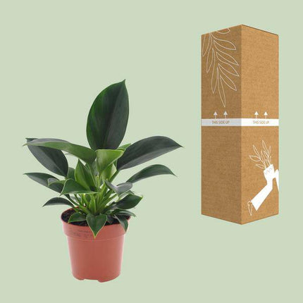 Philodendron Green Princess – Ø12cm – ↕25cm – Pflegeleichte Zimmerpflanze mit glänzenden Blättern – Kompakte Grünpflanze für Wohnzimmer, Büro & Regalbegrünung