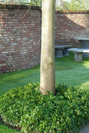 Japanischer Ysander – Pachysandra terminalis – ↕10-25cm – Ø9cm – 40 Pflanzen – Immergrün – Bodendecker – Schattengarten – Pflegeleicht