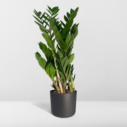 Glücksfeder Zamioculcas Zamiifolia – Zimmerpflanze – Ø 17cm – Höhe 70cm – Pflegeleicht & Wasserspeichernd – Halbschatten geeignet