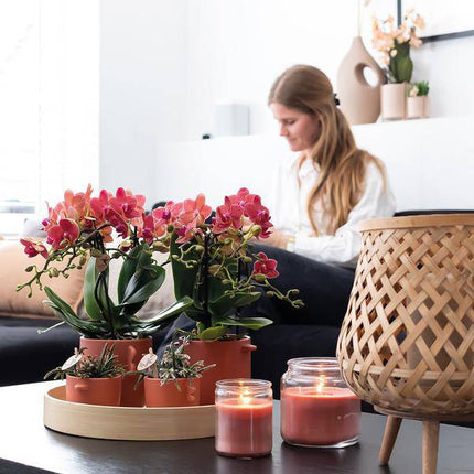 Rote Phalaenopsis Orchideen Zimmerpflanze Ø9cm – blühende Orchidee für Wohnzimmer, Büro & helle Standorte kaufen