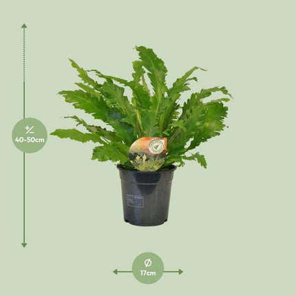 Nestfarn – Asplenium Campio – Zimmerpflanze – Ø17cm x ↕50cm – dekorativer Farn für Wohnzimmer, Büro & Innenräume