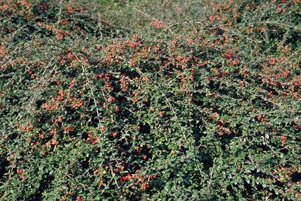 Teppichmispel Cotoneaster suecicus 'Coral Beauty' – ↕10-25cm – Ø9cm – 6 Pflanzen – Winterharter Bodendecker – Niedrig wachsend – Sonne & Schatten – Pflegeleicht