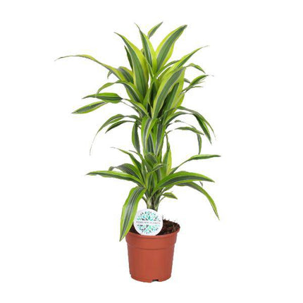 Drachenbaum Dracaena Lemon Lime – Zimmerpflanze – Ø17cm  – ↕65cm – Gelb-grün gestreifte Blätter – Luftreinigend & Pflegeleicht