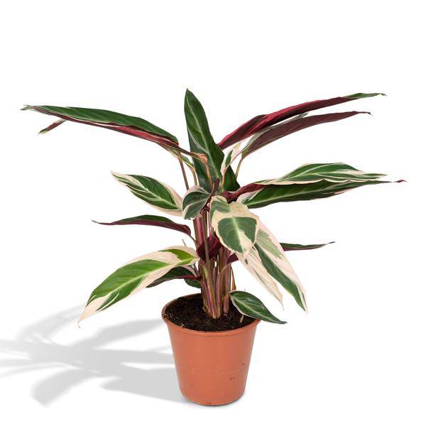 Calathea Triostar – Ø17cm H60cm – Tropische Zimmerpflanze mit rosa – grün – weißem Blattmuster – Pflegeleicht – Für indirektes Licht – Luftreinigend