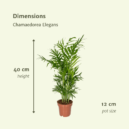 Mexikanische Bergpalme – Chamaedorea Elegans – 2 Pflanzen – Zimmerpflanze – Ø12cm – ↕40cm – pflegeleichte Grünpflanze für Wohnung, Büro & Schattenbereiche