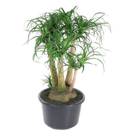 Beaucarnea – Klumpstamm 110cm – Ø41cm – Zimmerpflanze mit exotischem Look – Elefantenfuß mit dickem Stamm & langen Blättern – Pflegeleichte Grünpflanze für Wohnzimmer, Büro & Wintergarten