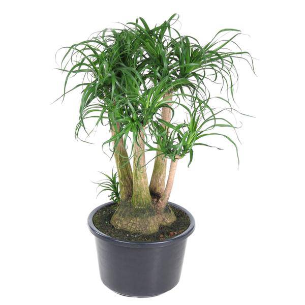Beaucarnea – Klumpstamm 110cm – Ø41cm – Zimmerpflanze mit exotischem Look – Elefantenfuß mit dickem Stamm & langen Blättern – Pflegeleichte Grünpflanze für Wohnzimmer, Büro & Wintergarten