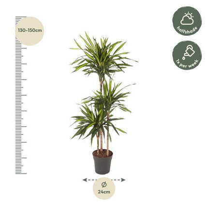 Drachenbaum – Dracaena Riki 140cm – Ø24cm – Zimmerpflanze mit grün gestreiften Blättern – Elegante pflegeleichte Dekopflanze für Wohnzimmer, Büro & Wintergarten