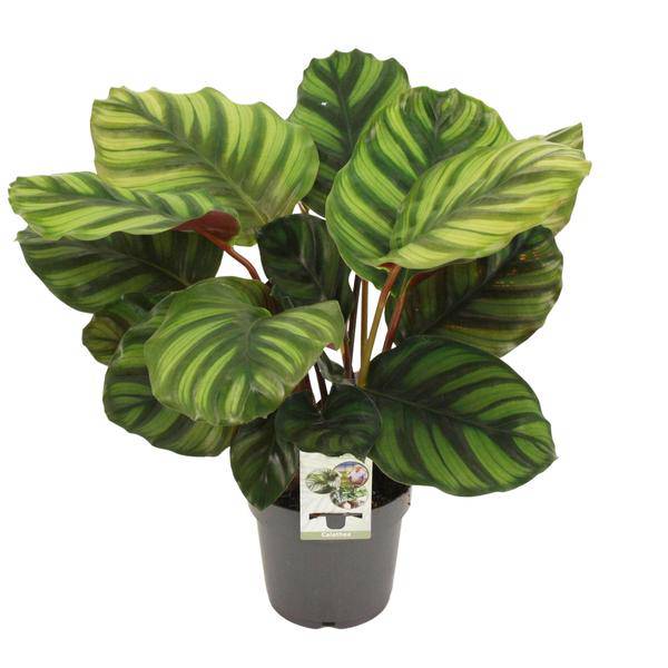 Calathea fasciata – Korbmarante – Zimmerpflanze – Ø14cm – Höhe ca. 50cm – Exotische Blattschmuckpflanze – Pflegeleicht & luftreinigend