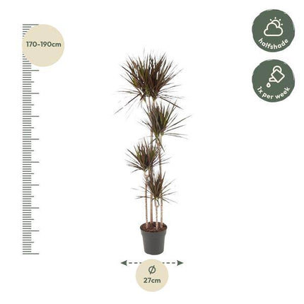 Drachenbaum – Dracaena Magenta 180cm – Ø27cm – Zimmerpflanze mit grünen Blättern & magentafarbenem Rand – Pflegeleicht