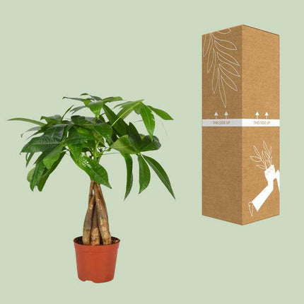 Glückskastanie – Pachira Aquatica – Zimmerpflanze – Ø12cm – ↕35cm - Beliebte Feng-Shui-Pflanze mit geflochtenem Stamm – Luftreinigend & pflegeleicht