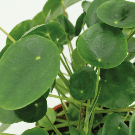 Chinesischer Geldbaum Pilea Peperomioides Zimmerpflanze Ø12cm ↕20cm – pflegeleichte Grünpflanze für Wohnzimmer, Büro & helle Standorte kaufen
