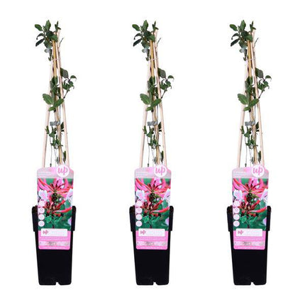 Wald – Geißblatt – Lonicera periclymenum 'Serotina' – 3 Pflanzen – Ø15cm – ca. 65cm hoch – Duftende Kletterpflanze mit rosa