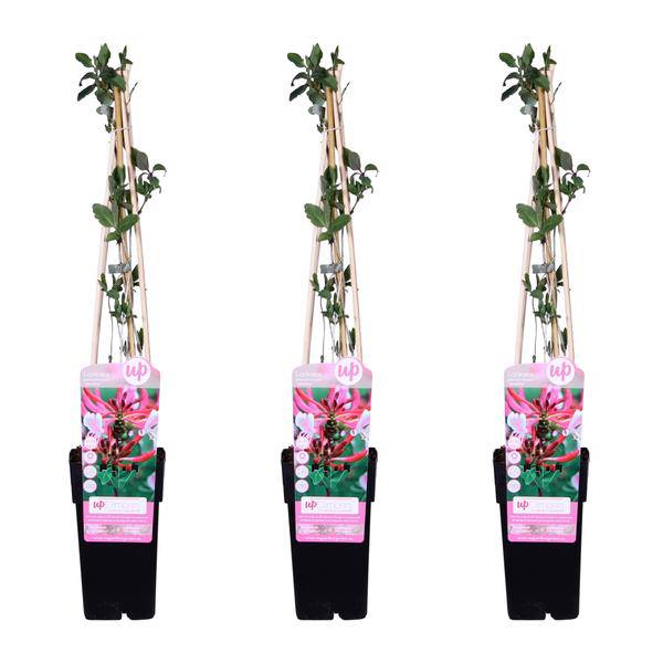 Wald – Geißblatt – Lonicera periclymenum 'Serotina' – 3 Pflanzen – Ø15cm – ca. 65cm hoch – Duftende Kletterpflanze mit rosa