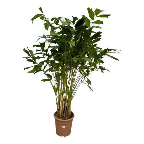 Caryota Mitis – Fischschwanzpalme – Zimmerpflanze ↕210cm – Ø40cm – Tropische Rarität mit gefiederten Blättern – XXL Palme für Zimmer & Büro