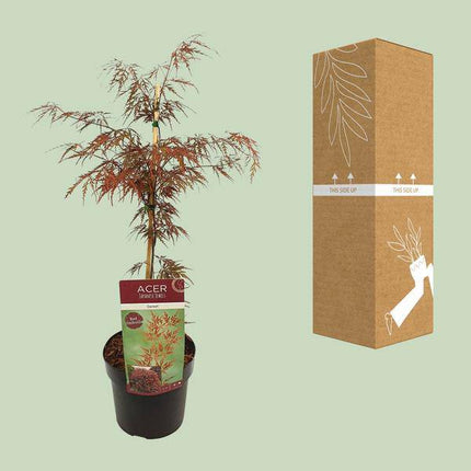 Fächerahorn Acer palmatum 'Granat' Gartenpflanze Ø19cm ↕40cm – winterharte Pflanze für Garten, Balkon, Terrasse, Kübel & Beet online kaufen
