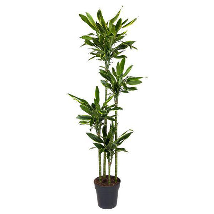 Drachenbaum – Dracaena Golden Coast 170cm – Ø27cm – Exotische Zimmerpflanze mit grünen und goldenen Blättern
