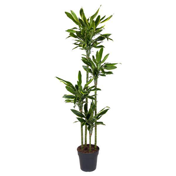 Drachenbaum – Dracaena Golden Coast 170cm – Ø27cm – Exotische Zimmerpflanze mit grünen und goldenen Blättern