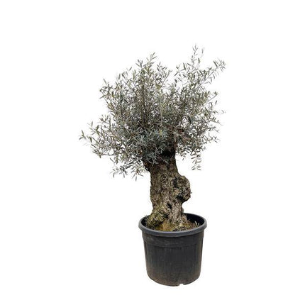 Olivenbaum – Olea Europaea Bonsai 250cm – Ø65cm – XXL-Mediterrane Kübelpflanze mit silbergrünen Blättern – Edler Olivenbaum für Garten, Terrasse & Wintergarten – Pflegeleicht