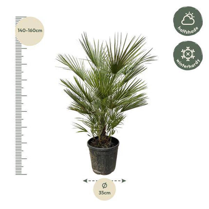 Grüne Zwergpalme – Chamaerops Humilis 150cm – Ø30cm – Europäische frostbeständige Palme – Mediterrane Zimmer – & Gartenpflanze für Innen
