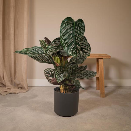 Calathea Ornata Korbmarante – Zimmerpflanze – Ø19cm ↕75cm – Dunkelgrüne Blätter mit rosa Streifen – Tropische Pflanze für Wohnräume