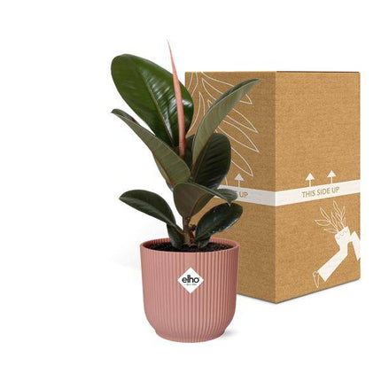 Gummibaum – Ficus Elastica 'Robusta' – dekorative Zimmerpflanze im Topf Vibes Fold 14cm Rosa – pflegeleicht & luftreinigend