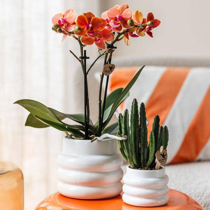 Phalaenopsis Orchidee Mineral Bolzano Orange – Zimmerpflanze mit 2–3 Zweigen – Inklusive Bubble Keramiktopf Weiß Ø9cm – Edle Orchidee für Wohnzimmer, Esszimmer & Büro