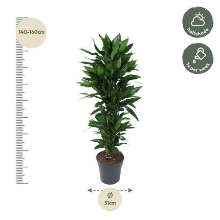 Drachenbaum – Dracaena Janet Lind 130cm – Ø31cm – Zimmerpflanze mit breiten dunkelgrünen Blättern – Pflegeleichte robuste Grünpflanze für Wohnzimmer, Büro & Wintergarten