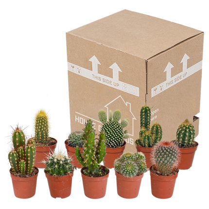 Sukkulenten & Kakteen Mix 10 Pflanzen Ø5,5cm – pflegeleichtes Pflanzen Set für Urban Jungle, Fensterbank, Wohnzimmer & Büro