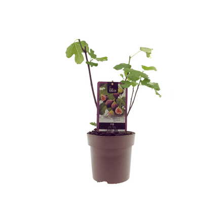 Ficus Brown Turkey – Feigenbaum – Ø15cm – ↕40cm – Pflegeleichter Zimmerfeigenbaum mit großen Blättern
