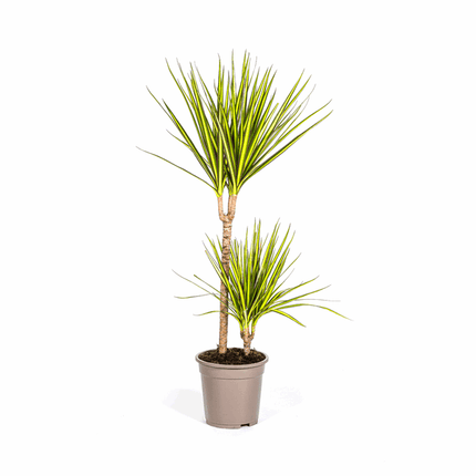 Dracaena Marginata Sunray Drachenbaum – Zimmerpflanze Ø19cm – ca. 80-100cm hoch – Tropischer Akzent mit grünen und gelben Blättern