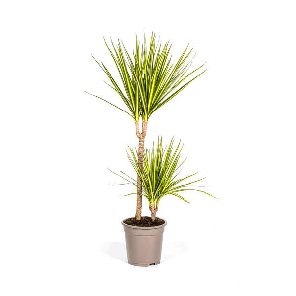 Dracaena Marginata Sunray Drachenbaum – Zimmerpflanze Ø19cm – ca. 80-100cm hoch – Tropischer Akzent mit grünen und gelben Blättern