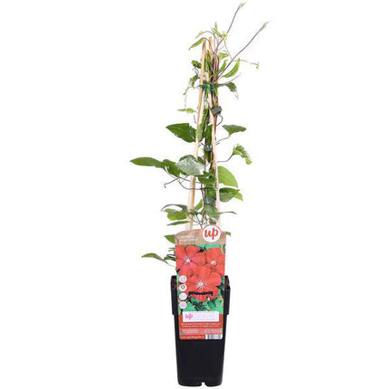 Waldrebe – Clematis Hagley Hybrid – Ø15cm – ca. 65cm hoch – Winterharte Kletterpflanze mit großen rosa – bis purpurfarbenen Blüten