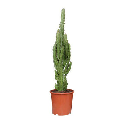 Dreikantige Wolfsmilch – Euphorbia Trigona – Afrikanischer Milchbaum – Zimmerpflanze Ø17cm – Höhe ca. 70cm – Pflegeleichte Sukkulente für Wohnzimmer & Büro