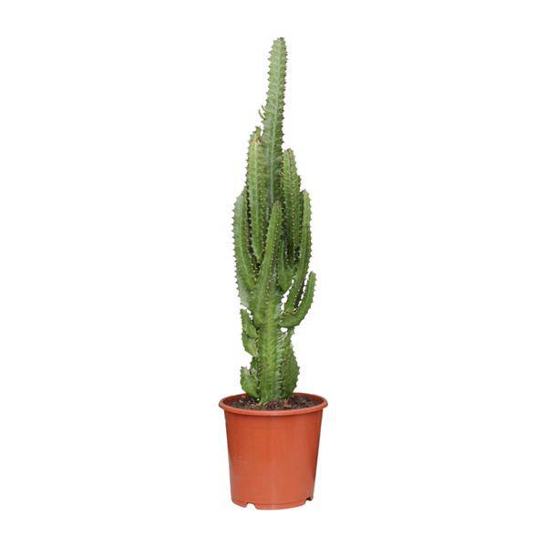 Dreikantige Wolfsmilch – Euphorbia Trigona – Afrikanischer Milchbaum – Zimmerpflanze Ø17cm – Höhe ca. 70cm – Pflegeleichte Sukkulente für Wohnzimmer & Büro