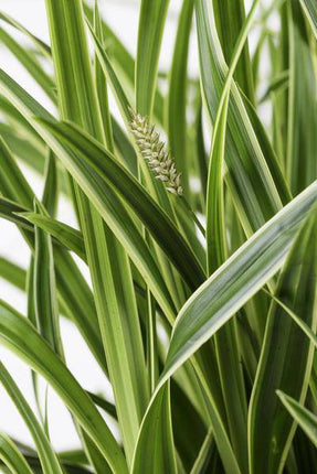 Japan – Segge – Carex morrowii 'Icedance' – Immergrünes Ziergras – 3 Pflanzen – Ø14cm – Ca. 30cm hoch – Winterhart & pflegeleicht – Für Garten & Kübel