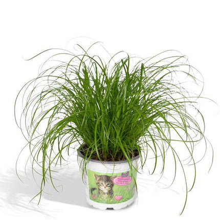 Katzengras Cyperus alternifolius Zimmerpflanze Ø12cm ↕20cm – pflegeleichte Grünpflanze für Wohnzimmer, Büro & helle Standorte kaufen